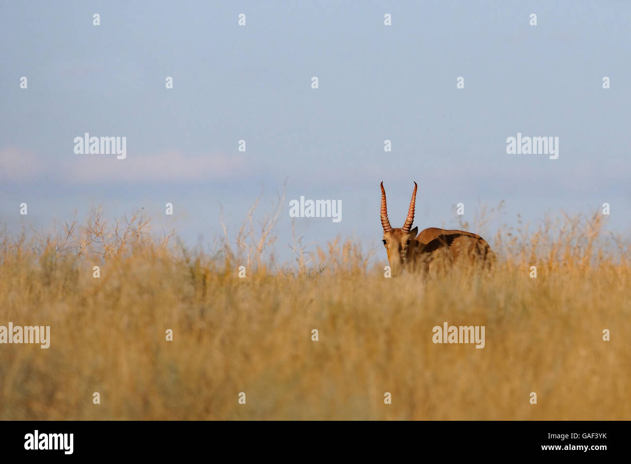 Critically endangered wild female Saiga antelope (Saiga tatarica) in steppe. Stock Photo