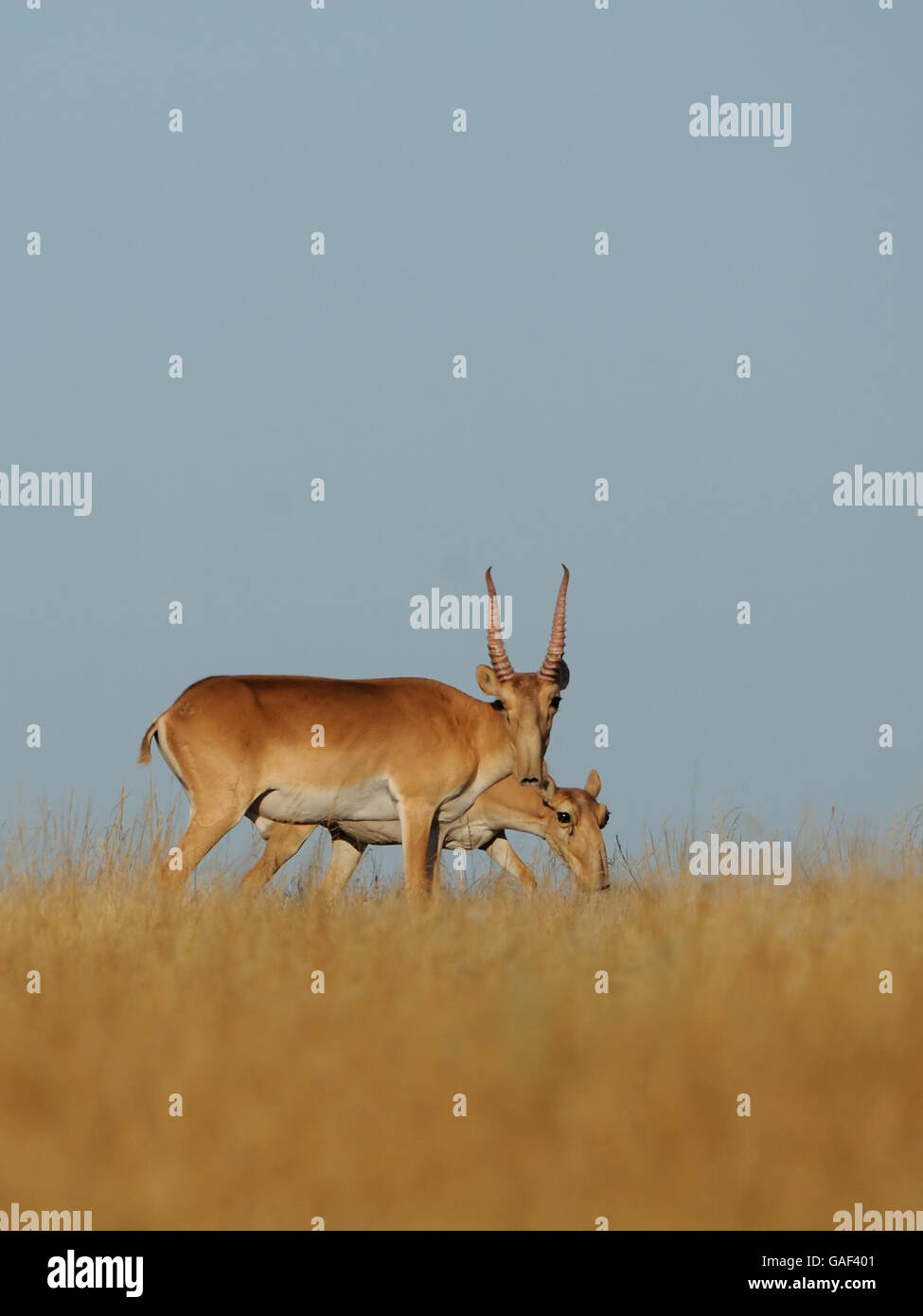 Critically endangered wild Saiga antelopes (Saiga tatarica, male and female) in steppe. Stock Photo