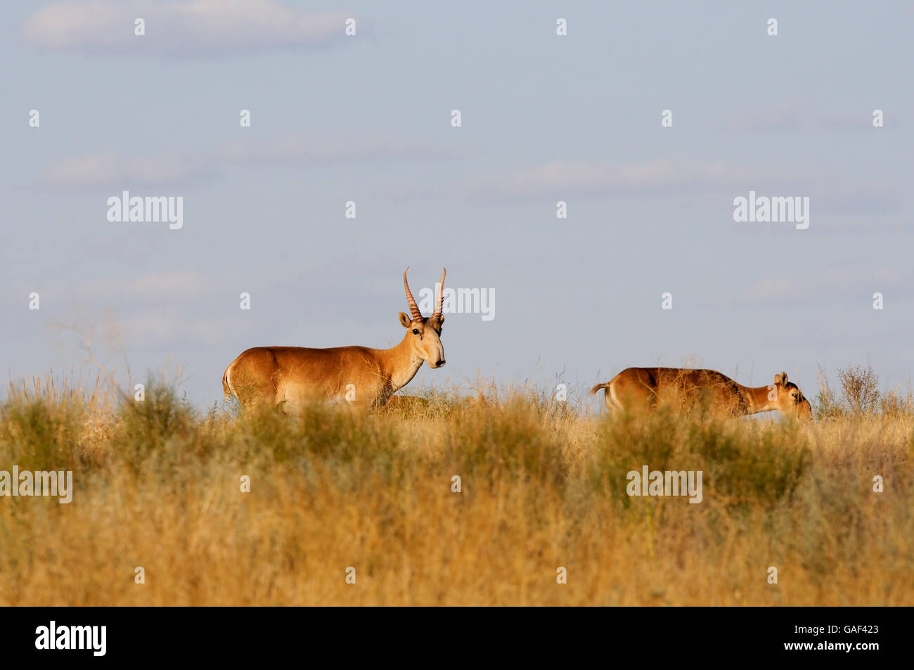 Critically endangered wild Saiga antelopes (Saiga tatarica, male and female) in steppe. Federal nature reserve Mekletinskii, Kal Stock Photo