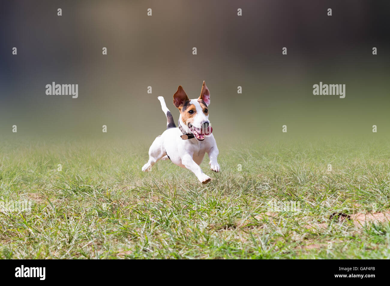 White jack russell terrier hi-res stock photography and images - Alamy