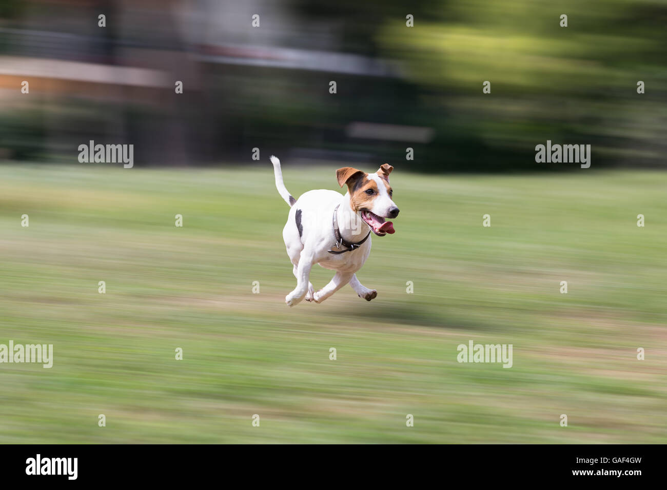 Jack russell terrier running at a park Stock Photo Alamy