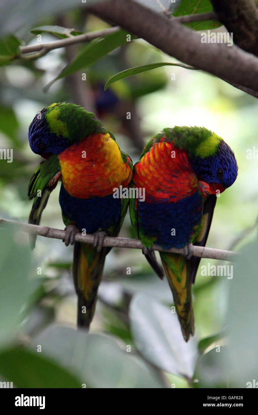 birds in the Jurong Bird Park in the city of Singapore in Southeastasia