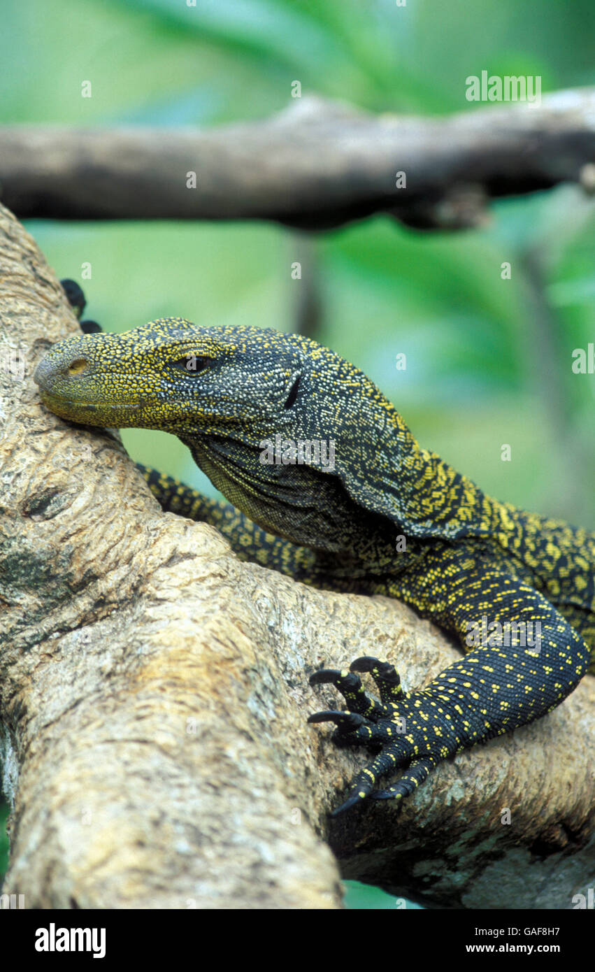 a Varan reptils in the city of Singapore in Southeastasia. Stock Photo
