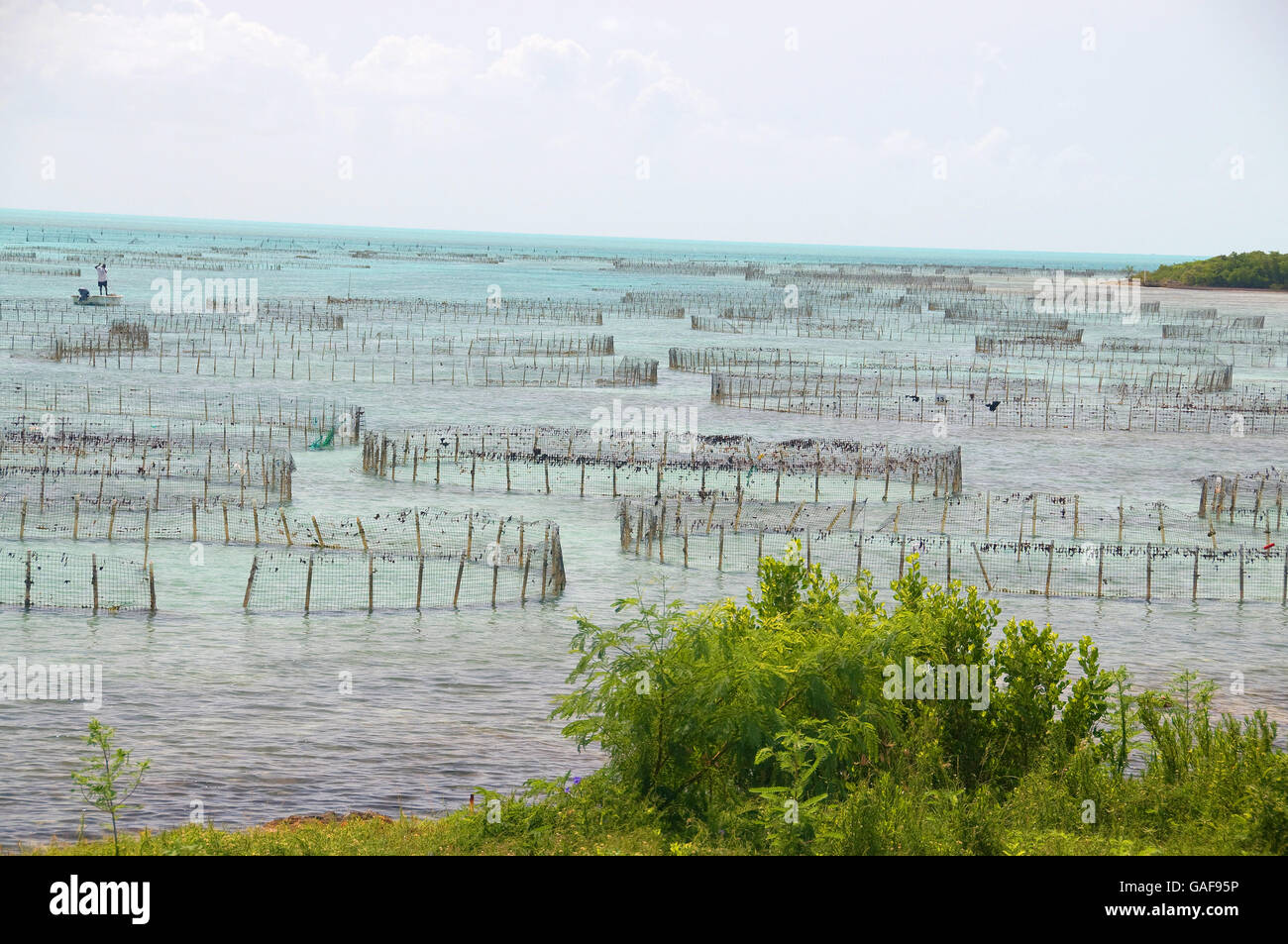 The world's only conch farm on the island of Providenciales in the