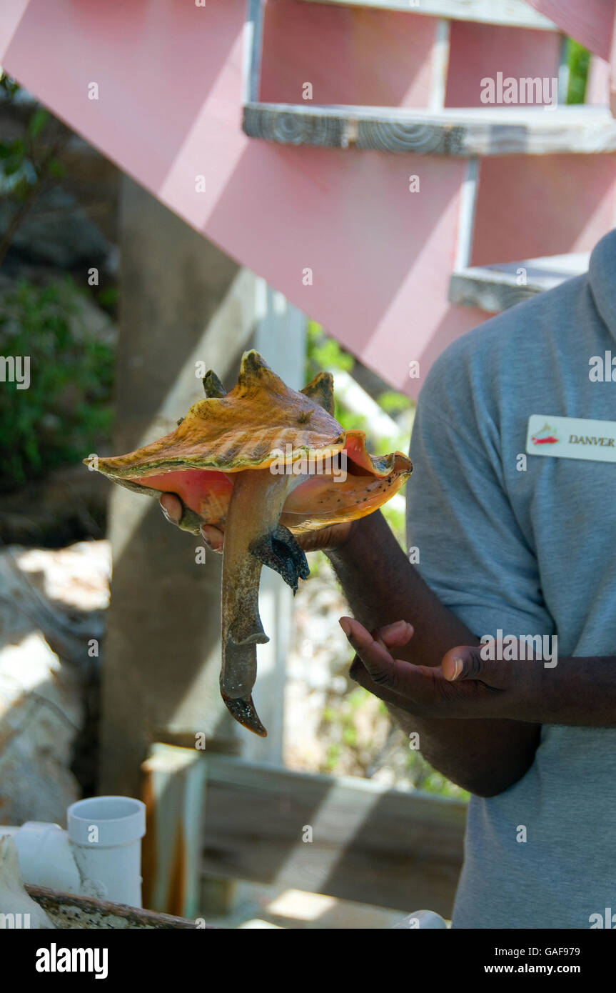 The world's only conch farm on the island of Providenciales in the