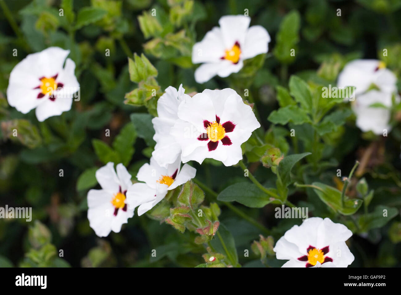 Cistus ladanifer. Gum rockrose flowers. Stock Photo