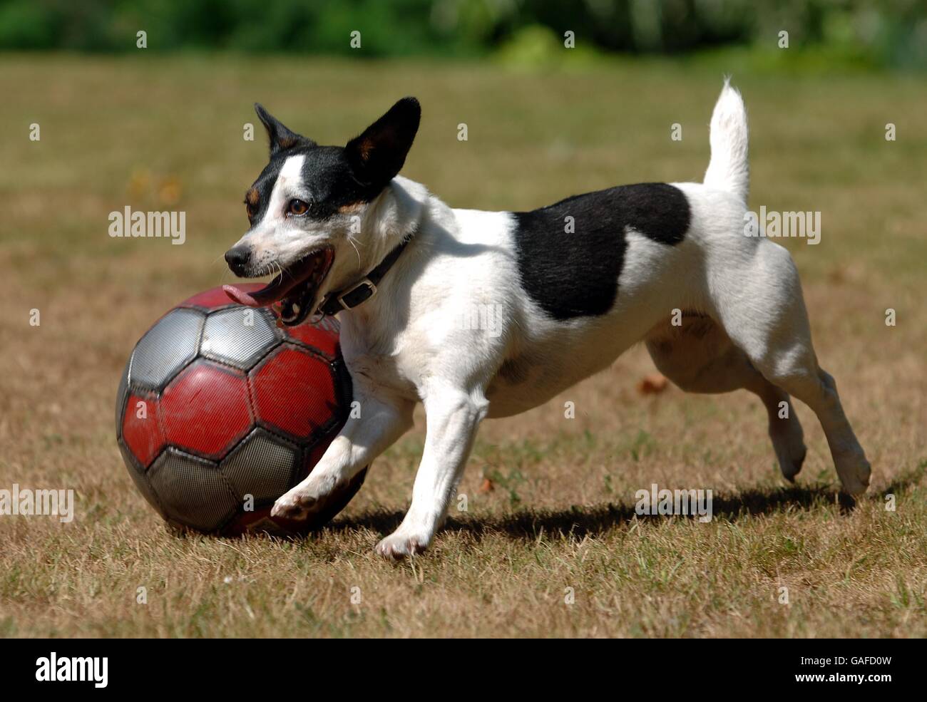 Jack Russell terrier. Ball control as demonstrated by Jack Russell terrier. Stock Photo