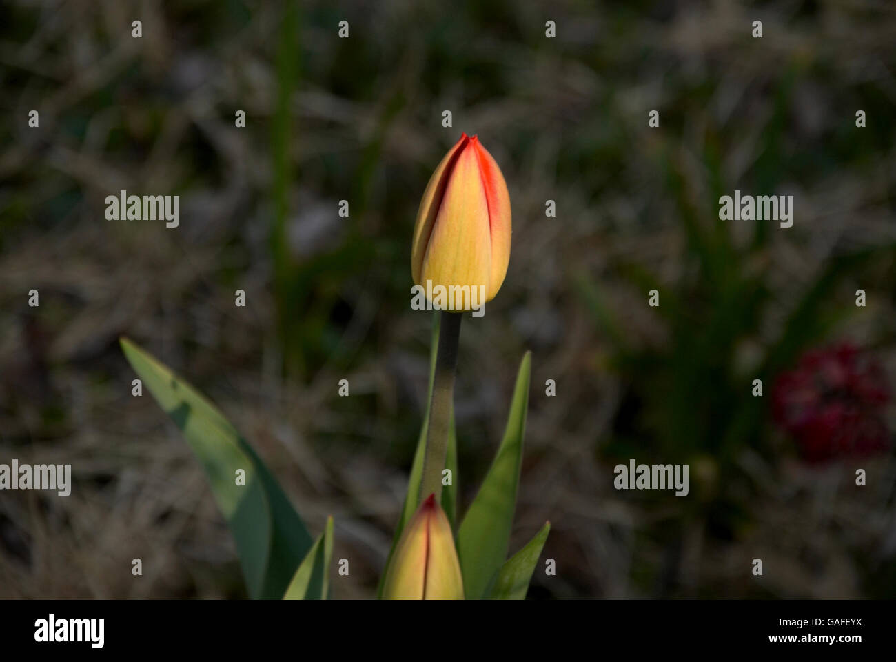 Tulip bud ready to bloom Stock Photo - Alamy