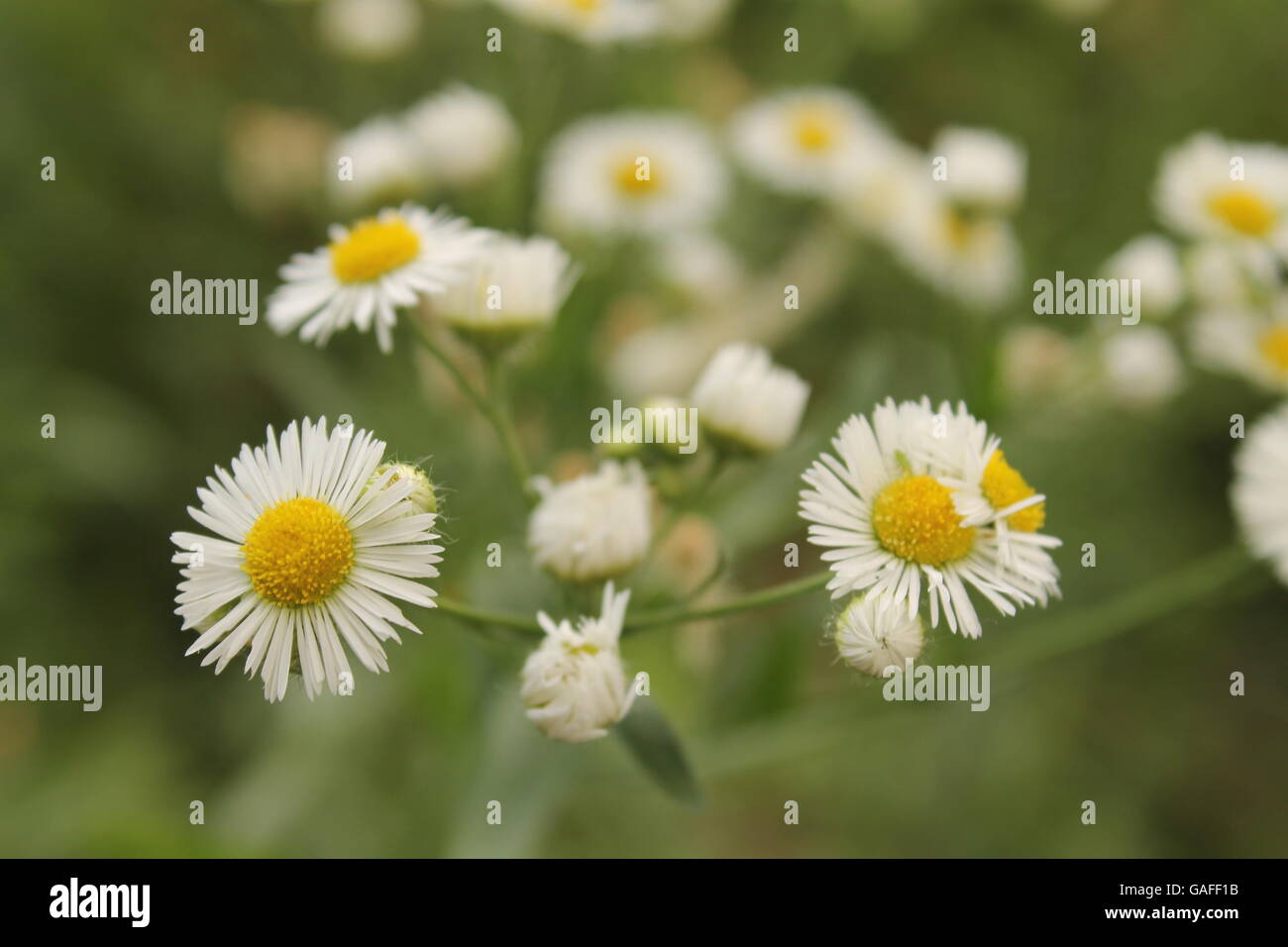 White shrub daisies hires stock photography and images Alamy