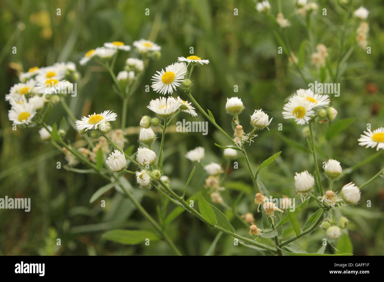 A bunch of oxeye daisies in Hyde Park, Chicago, IL Stock Photo Alamy