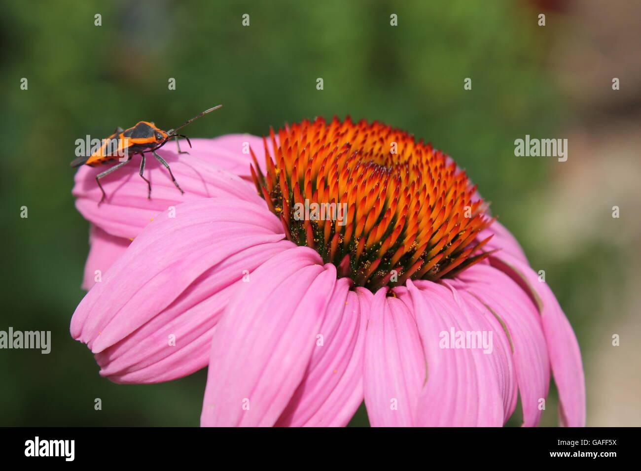 Black And Orange Moth High Resolution Stock Photography and Images - Alamy