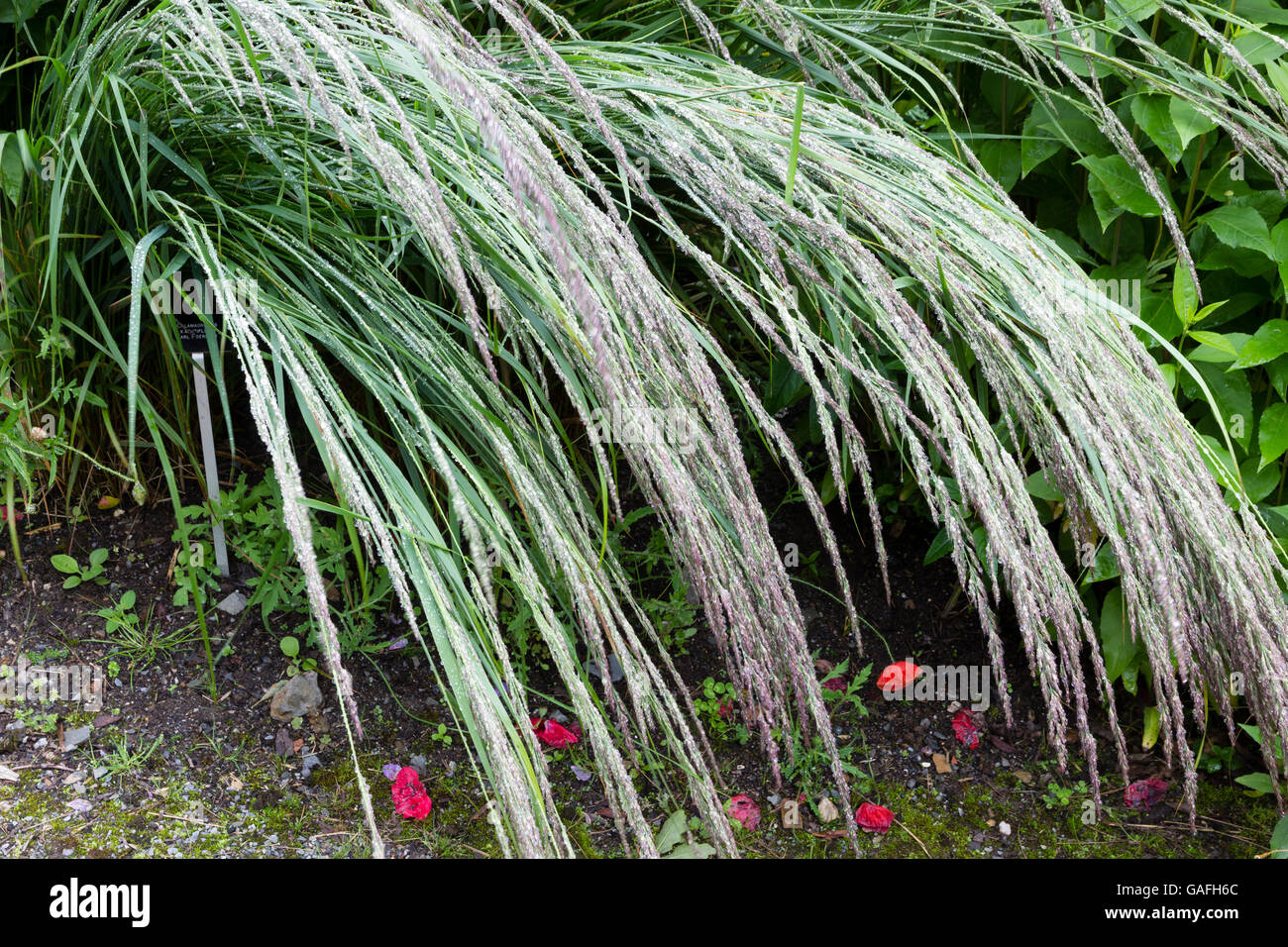 Arching, rain wet flower heads and foliage of the feather reed-grass, Calamagrostis × acutiflora 'Karl Foerster' Stock Photo