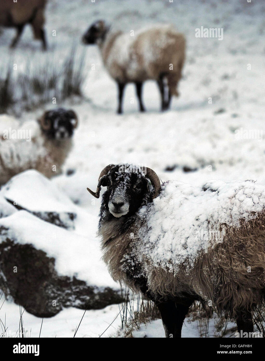 Snow covered sheep on the Pennines of North East England today as snow falls in many parts of the UK. Stock Photo