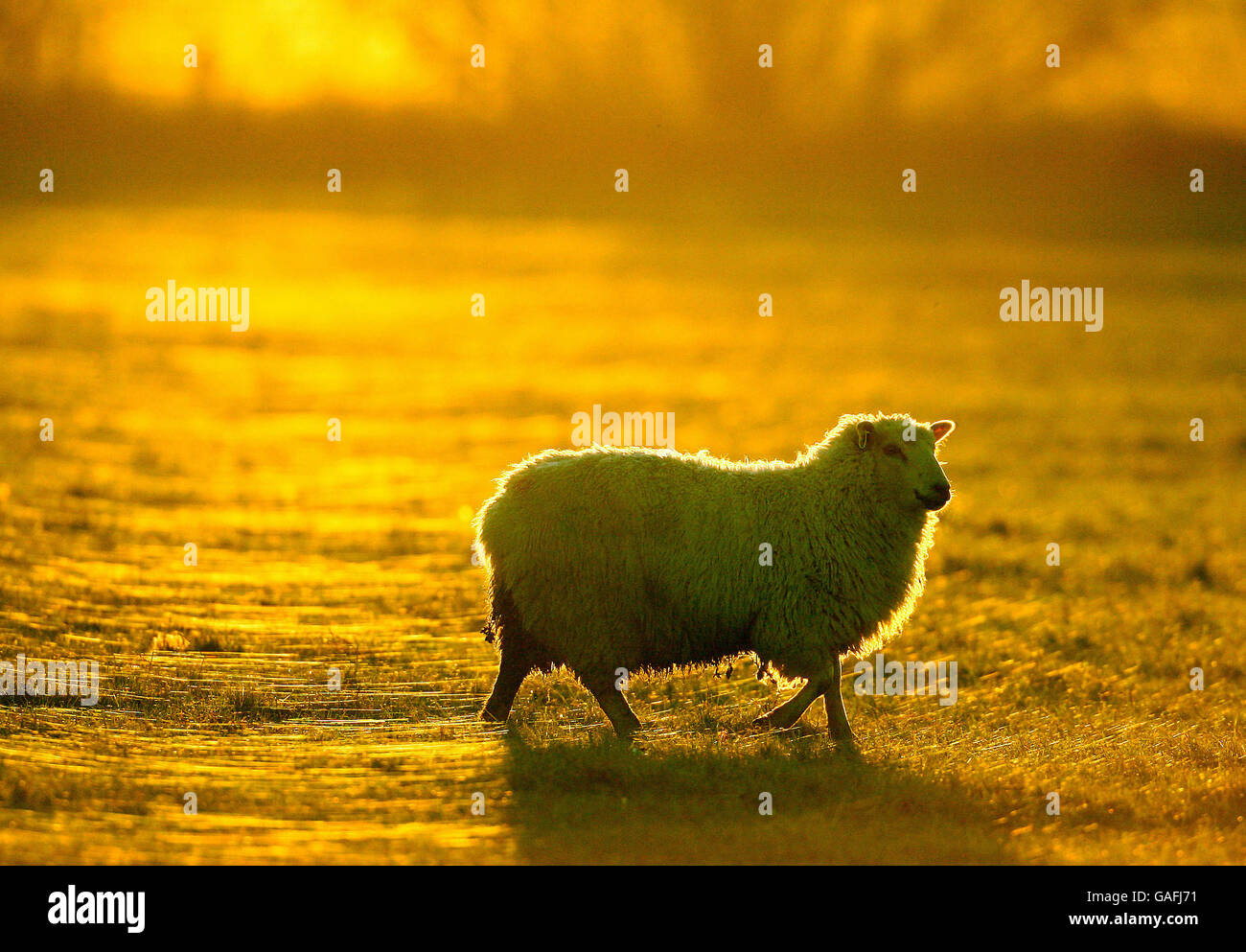 Charlwood hires stock photography and images Alamy