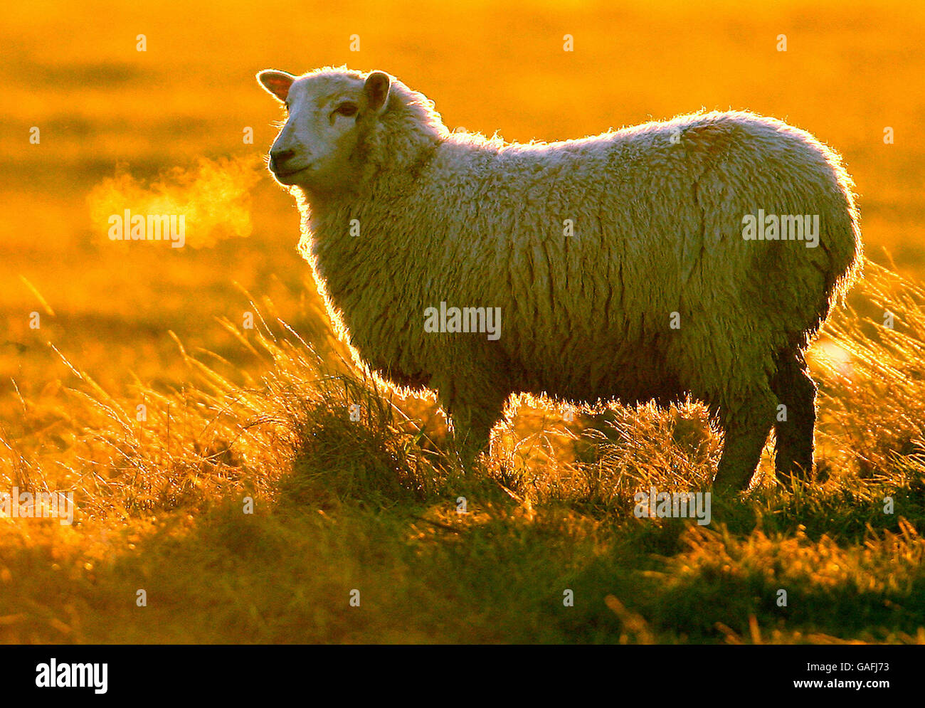 A sheep at sunset in a field near Charlwood, near Gatwick airport, in West Sussex. Stock Photo