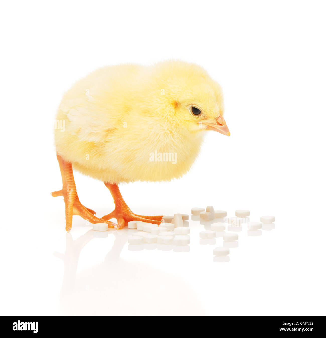 Small yellow chicken takes pill from pile of white heart shape tablets ...