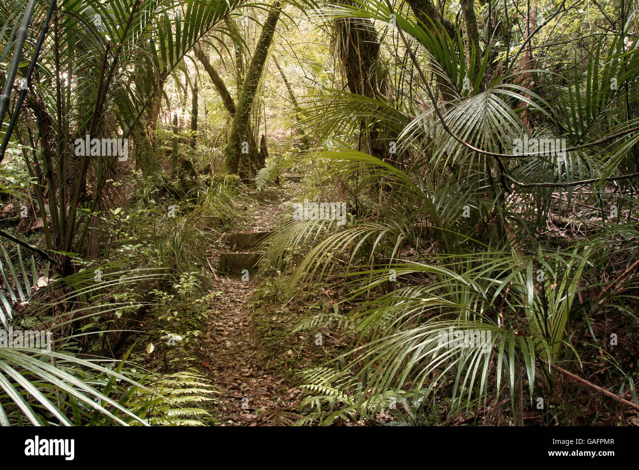 Ferns and vines in tropical jungle Stock Photo