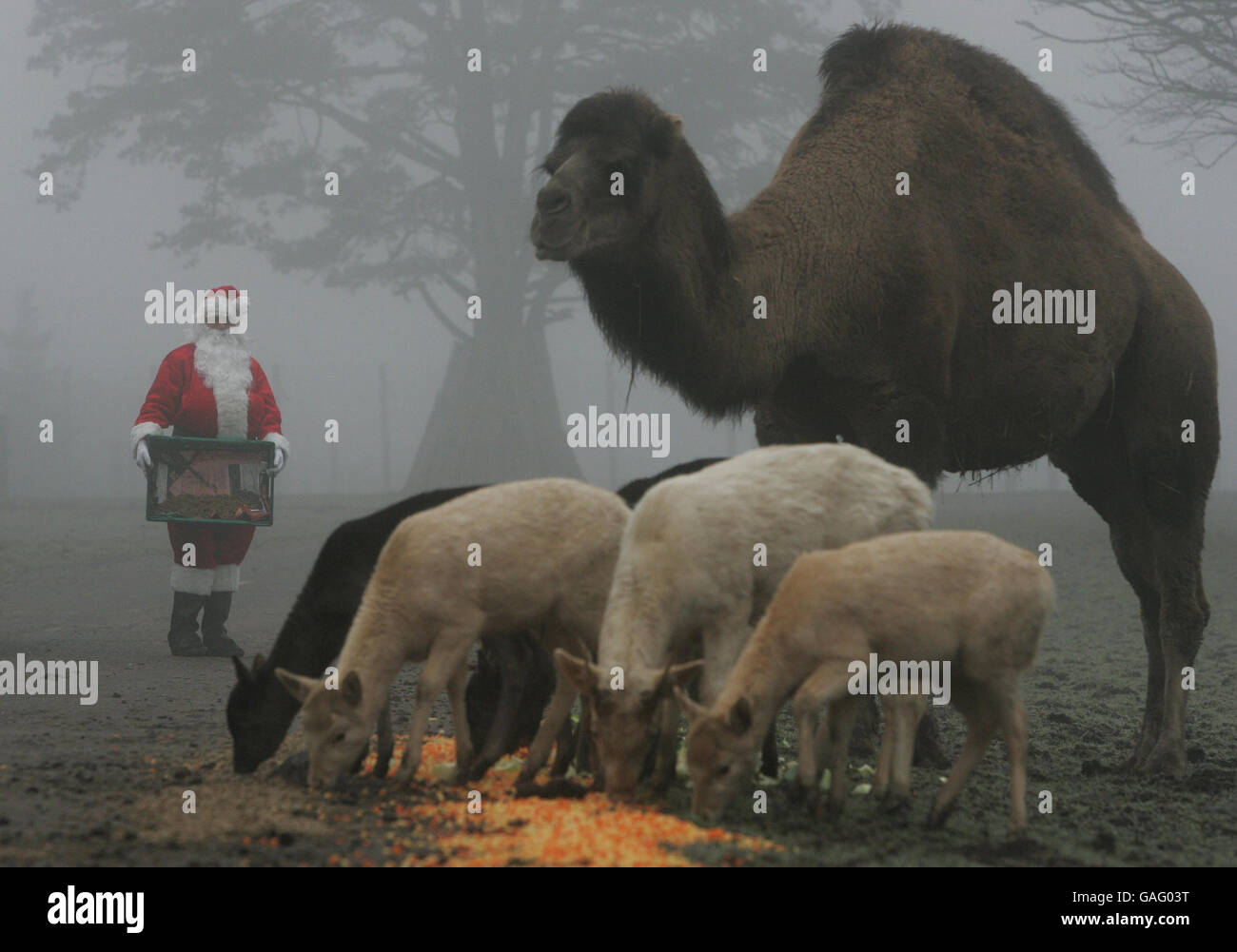 Animal keeper Alan Leach feeds Fallow Deer and a Dromedary Camel in heavy fog at Blair Drummond Safari Park. Stock Photo
