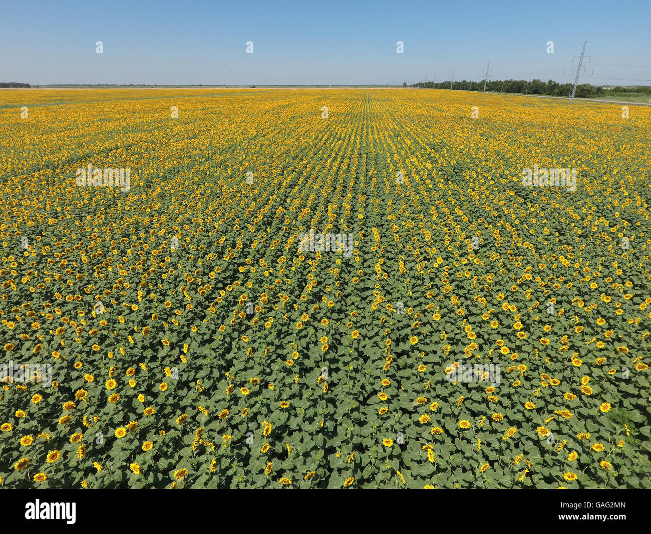 Top view field flowering sunflowers hi-res stock photography and images ...