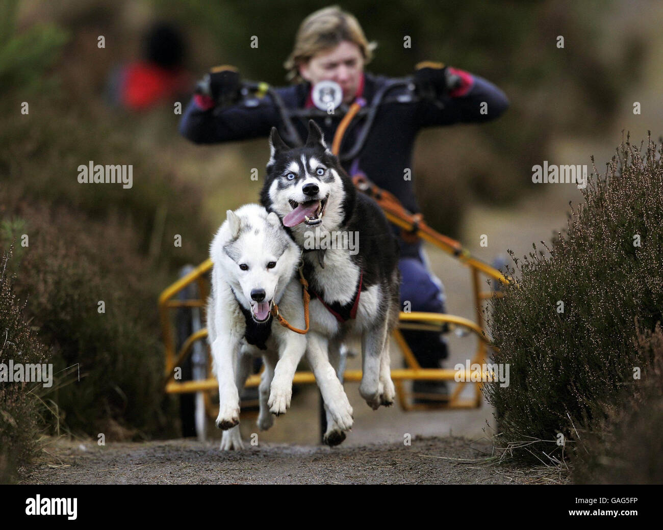Dog pull along cart sale