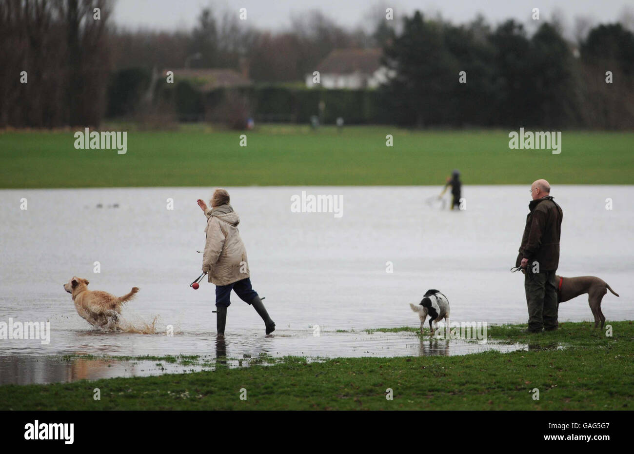 Dog walkers pictured playing with their animals on a flooded playing