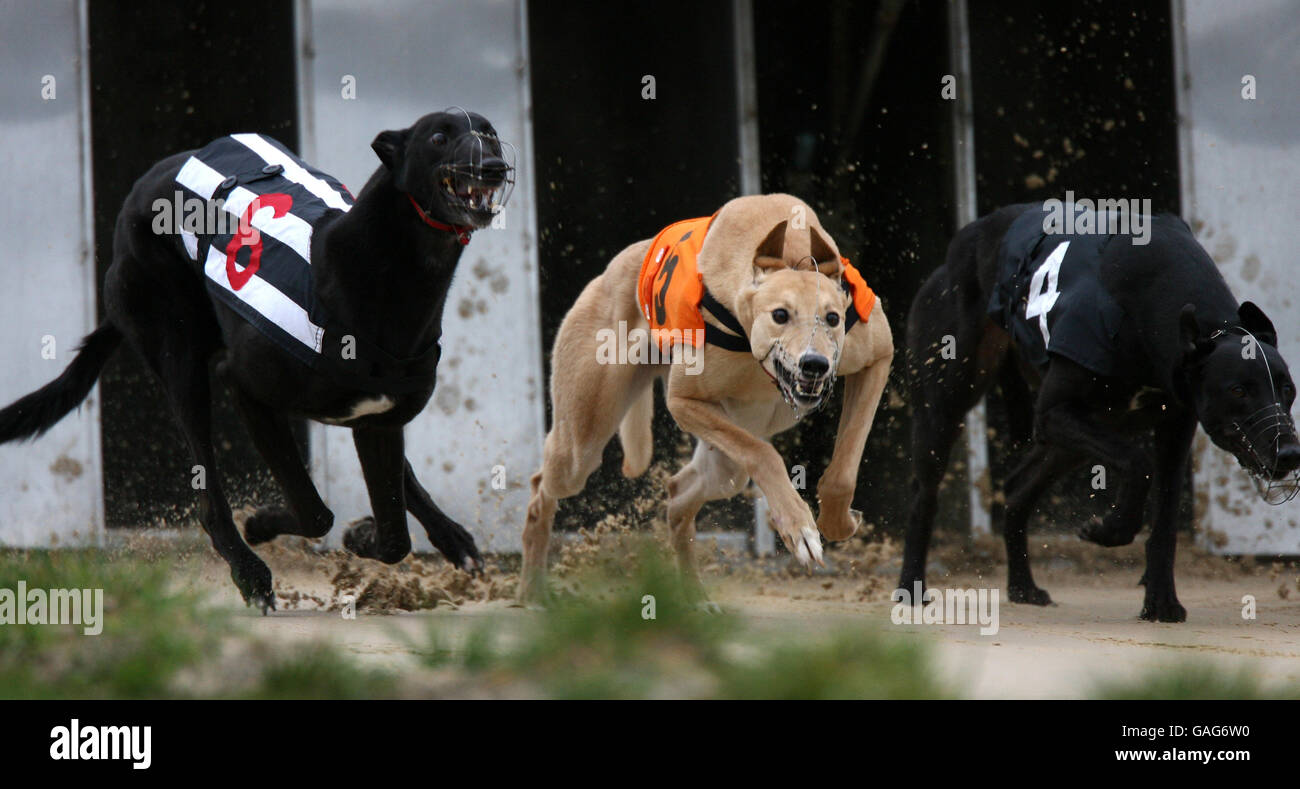 Greyhound racing at Perry Bar track in Birmingham. Tuesday 22 January 2008. Photo: Nick Potts/PA Stock Photo