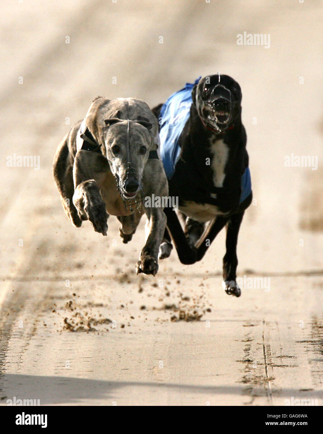 Greyhound Racing - Perry Bar. Greyhound racing at the Perry Bar track in Birmingham. Tuesday 22 January 2008. Photo: Nick Potts/PA Stock Photo
