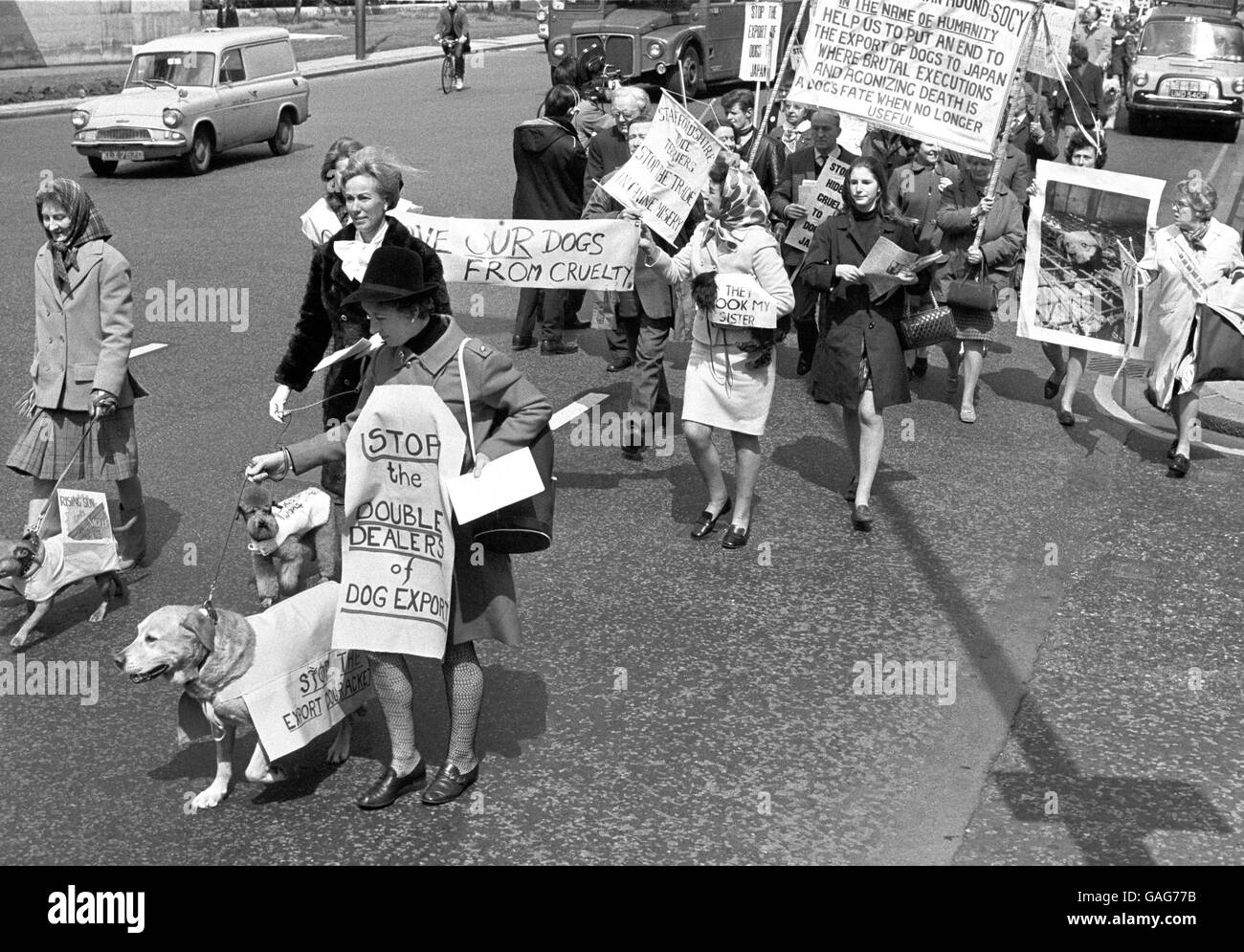 Mrs Ann Wynyard of Northampton with her Labrador Champion Braeduke Joyful in the march down Park Lane, London, staged by dog lovers in protest over the mass export of puppies especially to Japan. The march started at Speakers' Corner and ended at the Kennel Club Mayfair. Marchers are petitioning the Government to refuse export permits for puppies under 12 weeks old and for litters of puppies. They also want the Kennel Club to permit an endorsement 'Not for export without breeder's consent' on breeder's registration of puppies. Stock Photo