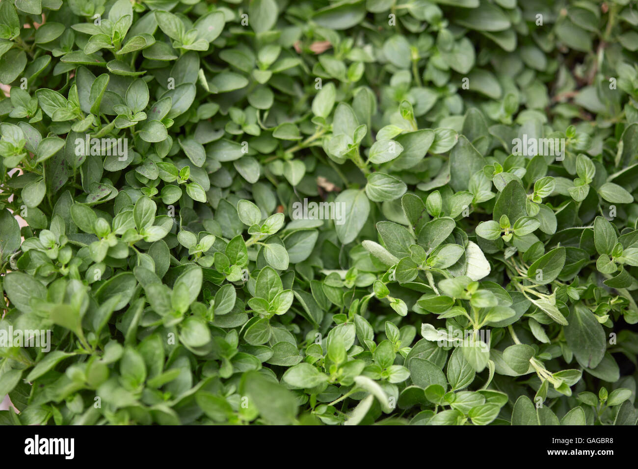 Oregano plants and leaves texture background, Origanum vulgare Stock Photo