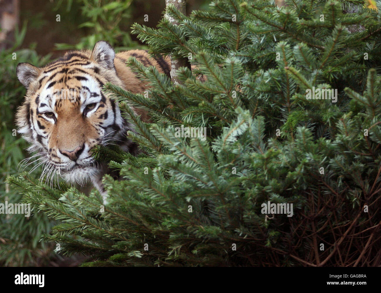 Christmas trees for zoo animals Stock Photo Alamy