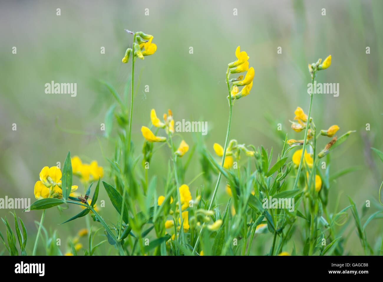 Meadow vetchling (Lathyrus pratensis) in meadow. Scrambling member of the pea family (Fabaceae), with yellow flowers Stock Photo