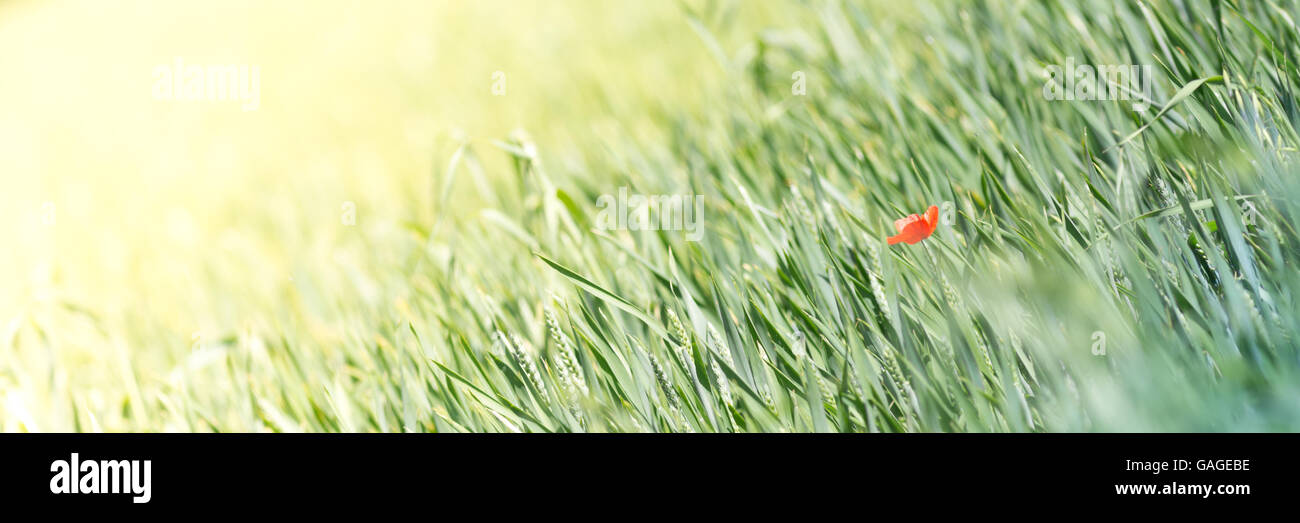 Green meadow with red tulipan, natural slider background Stock Photo