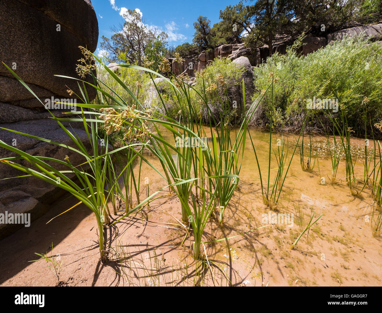 Plants in the stream, Big Dominguez Canyon, Dominguez Canyon Wilderness