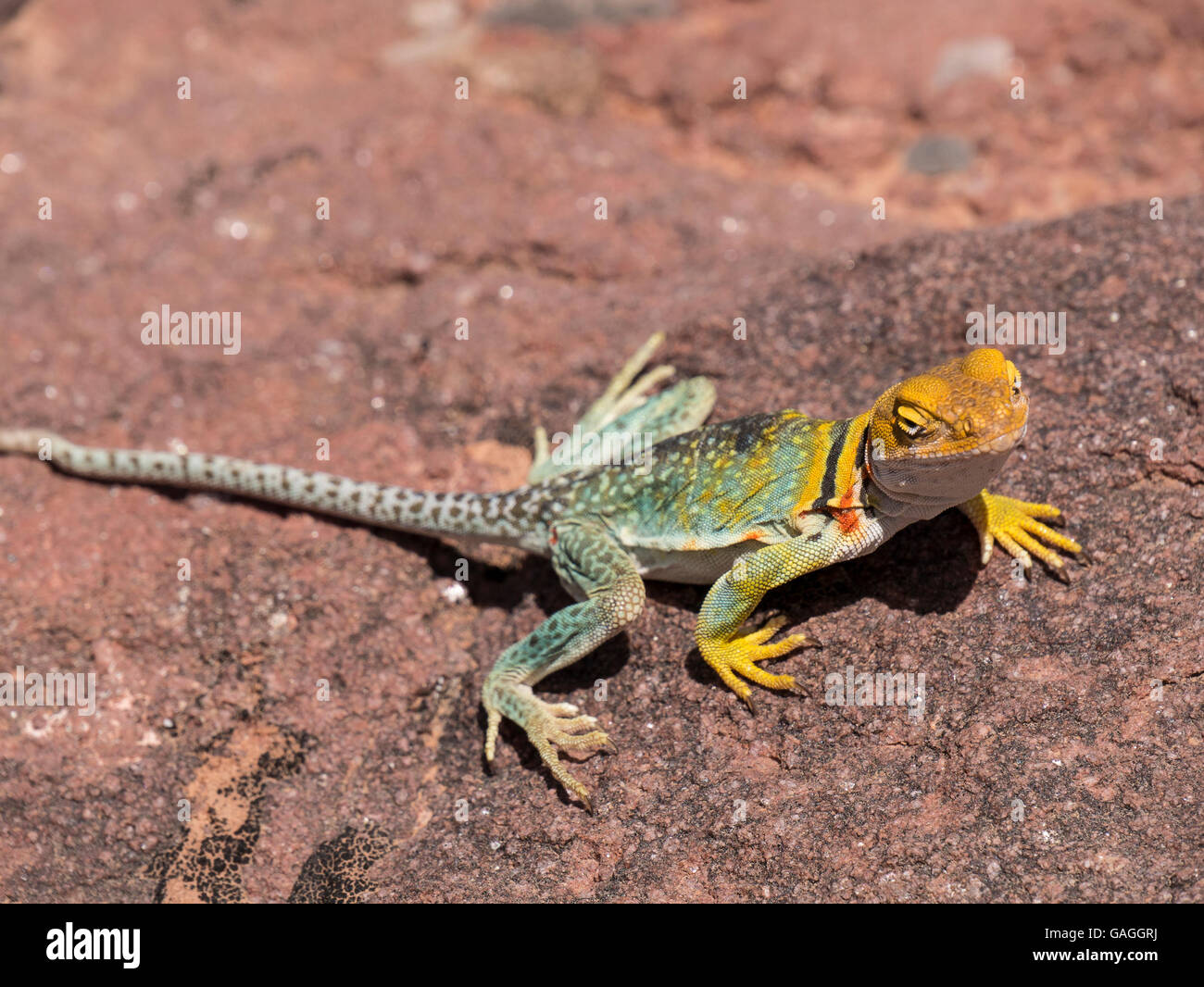 Collared lizard (Crotaphytus collaris), Big Dominguez Canyon, Dominguez Canyon Wilderness Area south of Grand Junction, Colorado Stock Photo