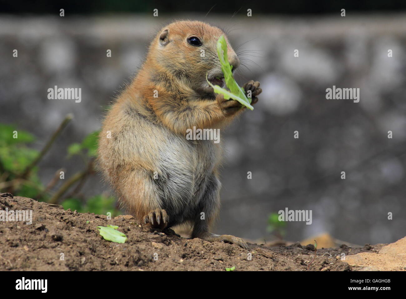 Prairie Dog Pup eating leaves at Cotswold Wildlife Park Stock Photo