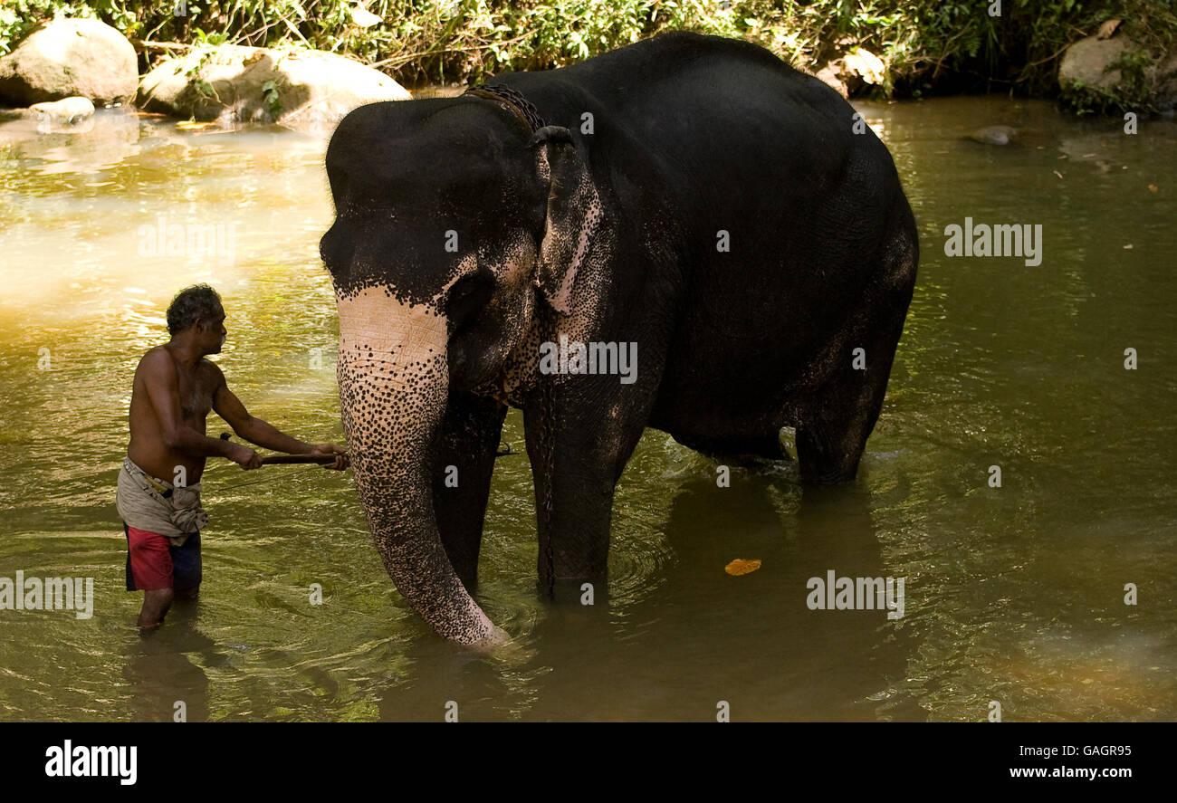 Elephant handlers wash down their elephants in Pinawella village near Kandy, Sri Lanka. Stock Photo