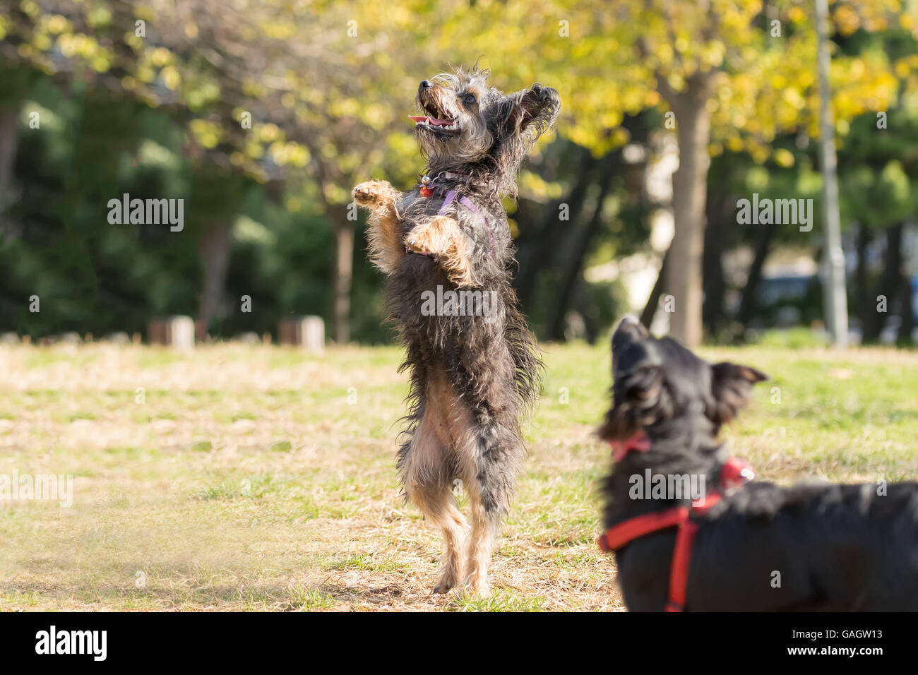 Yorkshire terrier jumping and standing on his two feet Stock Photo Alamy