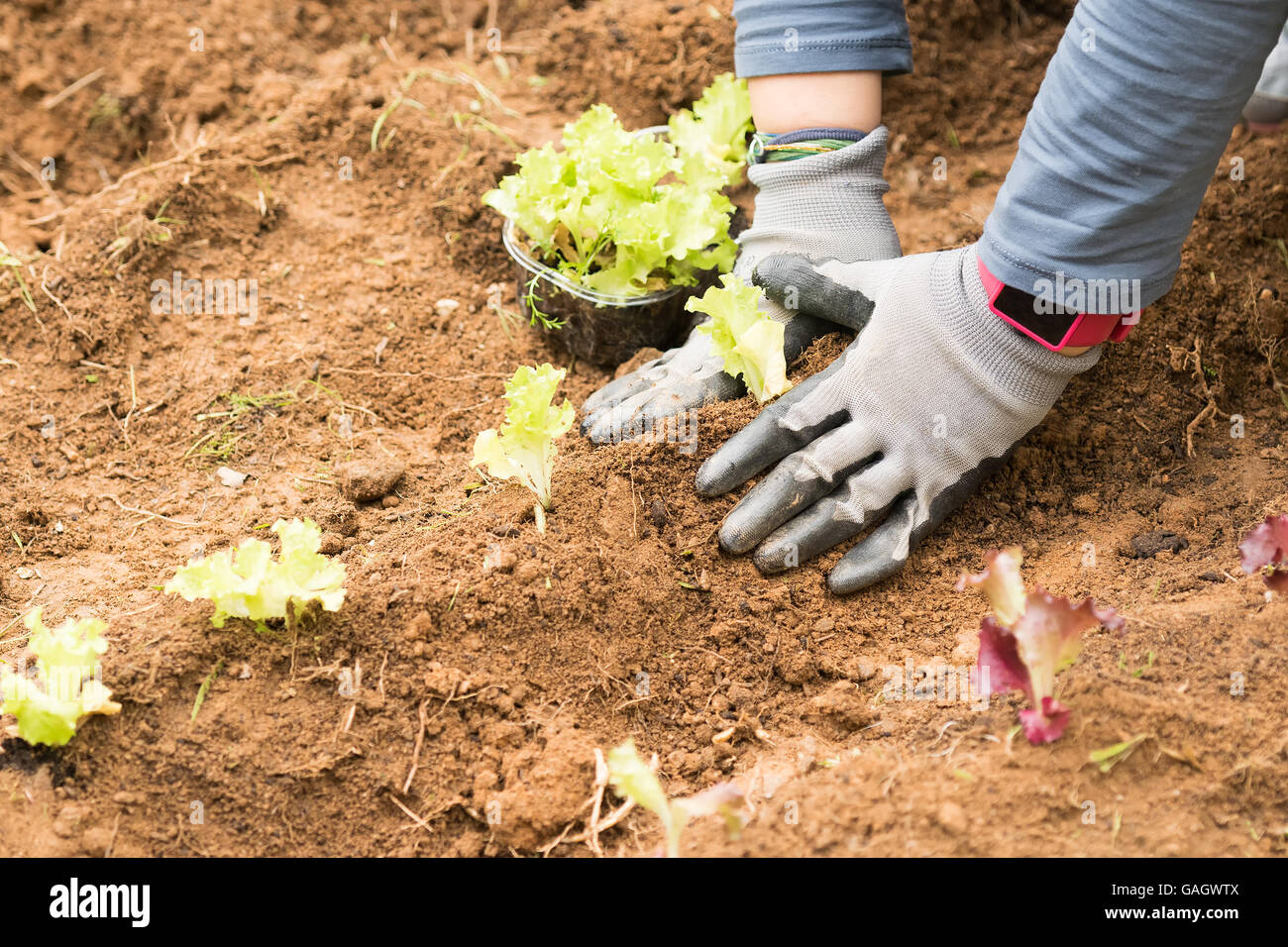 Gardening and planting vegetables into the soil Stock Photo Alamy