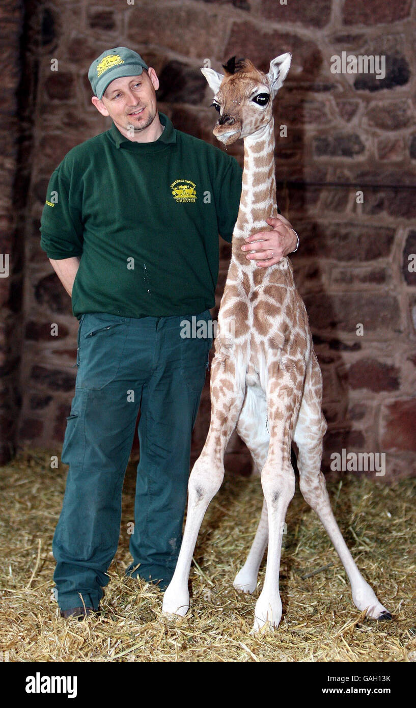 Margaret, a 10-day-old Rothchild giraffe, who is being hand reared by Tim Rowlands at Chester Zoo. Stock Photo