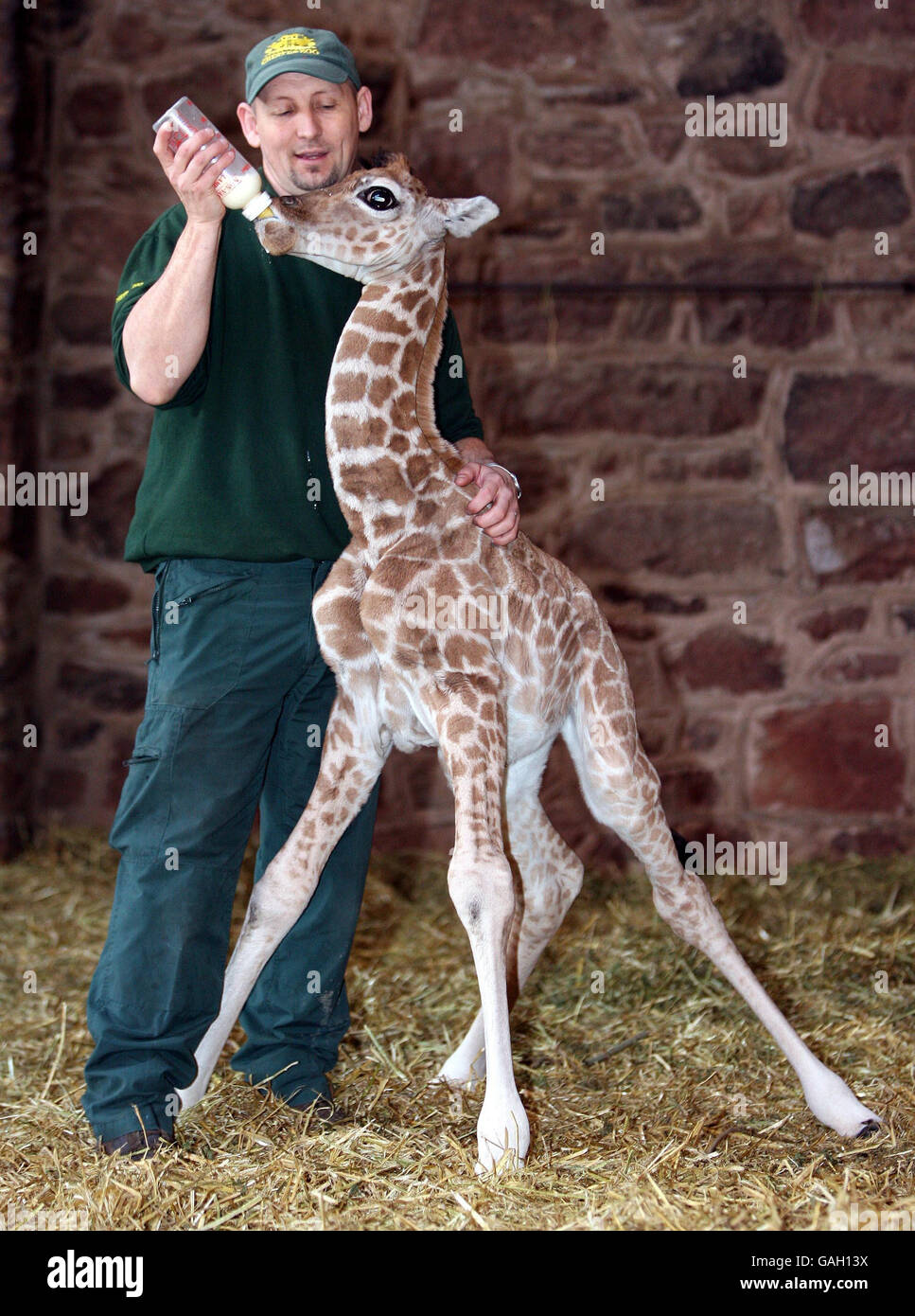 Hand-reared baby giraffe. Margaret, a 10-day-old Rothchild giraffe, who is being hand reared by Tim Rowlands at Chester Zoo. Stock Photo