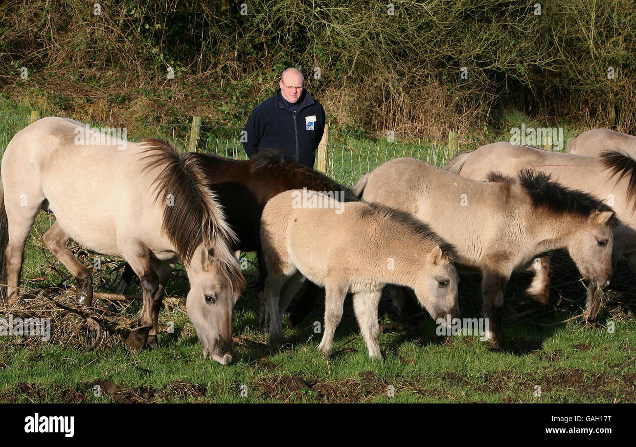 Ponies released to restore wetland habitat Stock Photo