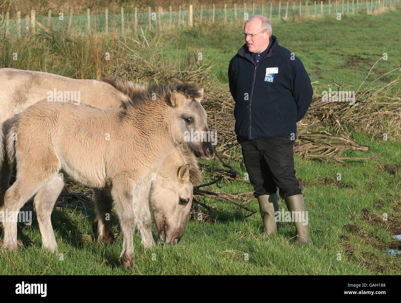 John Scovell, Warden at Portmore Nature Reserve, watching the newly-released Konik ponies - a primitive Polish breed - on the nature reserve at Portmore Lough, Co Armagh. Stock Photo