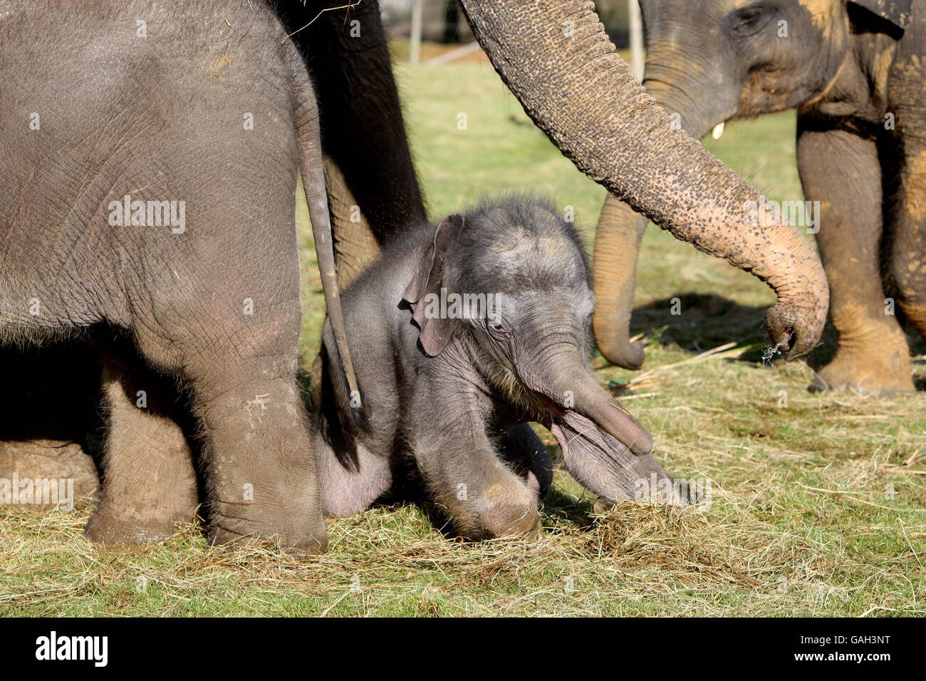 Whipsnade Zoo's newest male Asian Elephant calf makes an appearance at