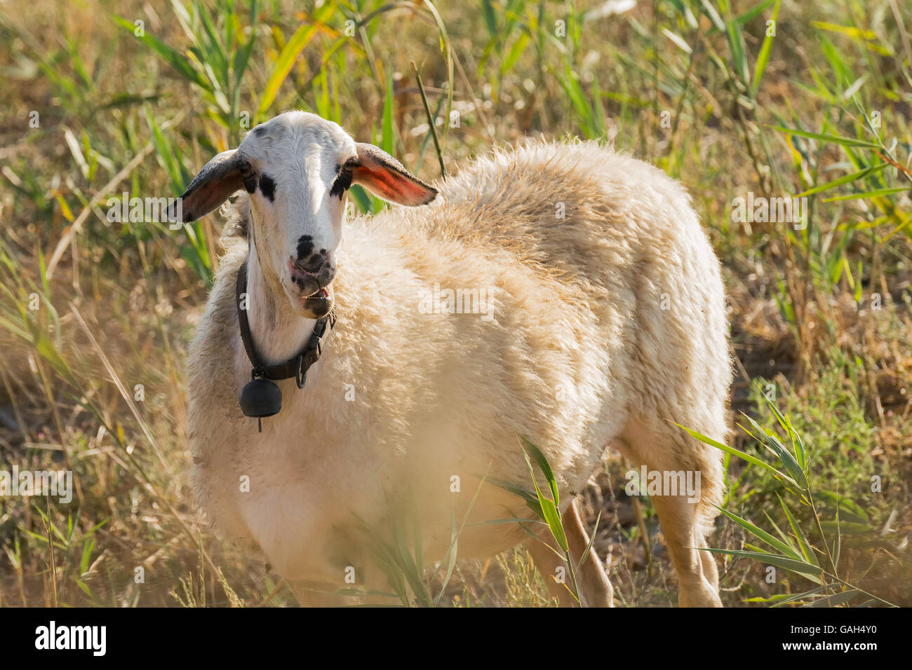 Funny sheep hires stock photography and images Alamy