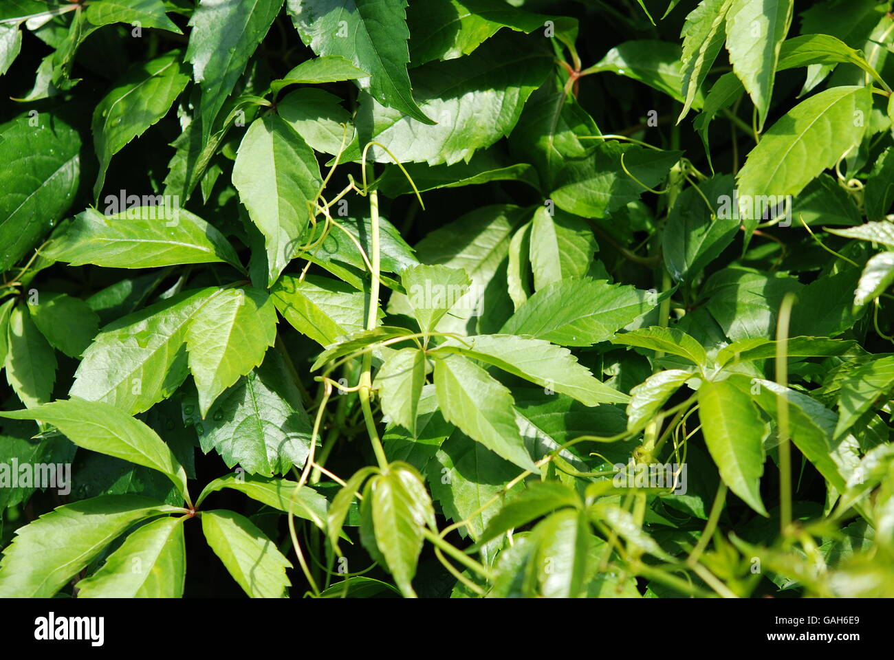 Woodbine plant High Resolution Stock Photography and Images Alamy