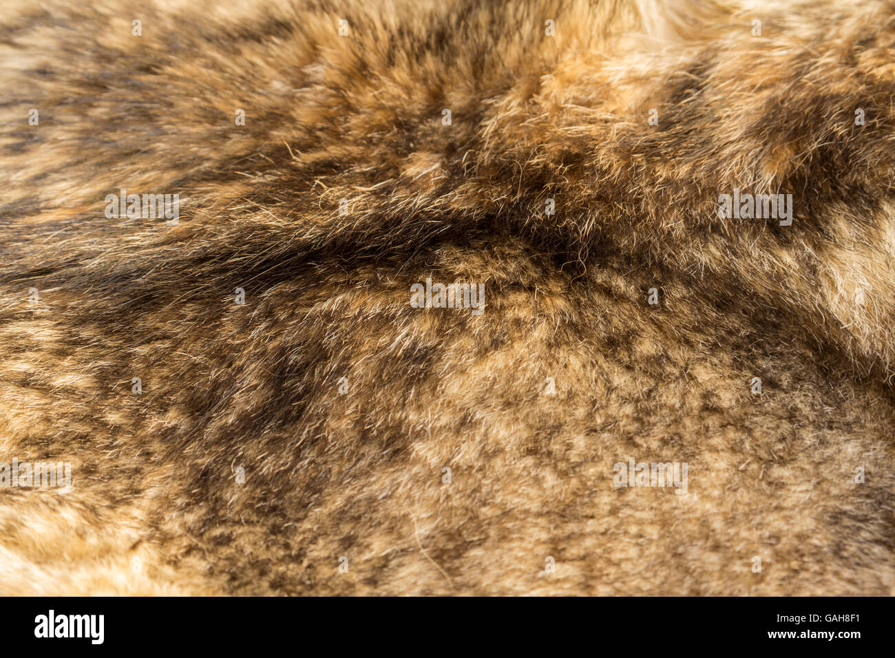 the background texture of the fur  of a wild Wolf Stock Photo