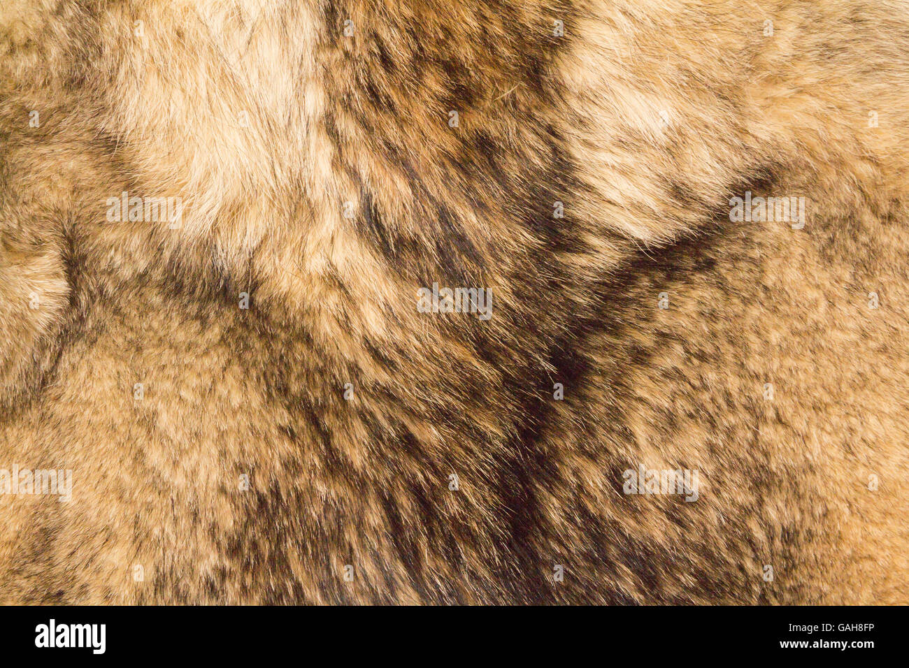 the background texture of the fur of a wild Wolf Stock Photo