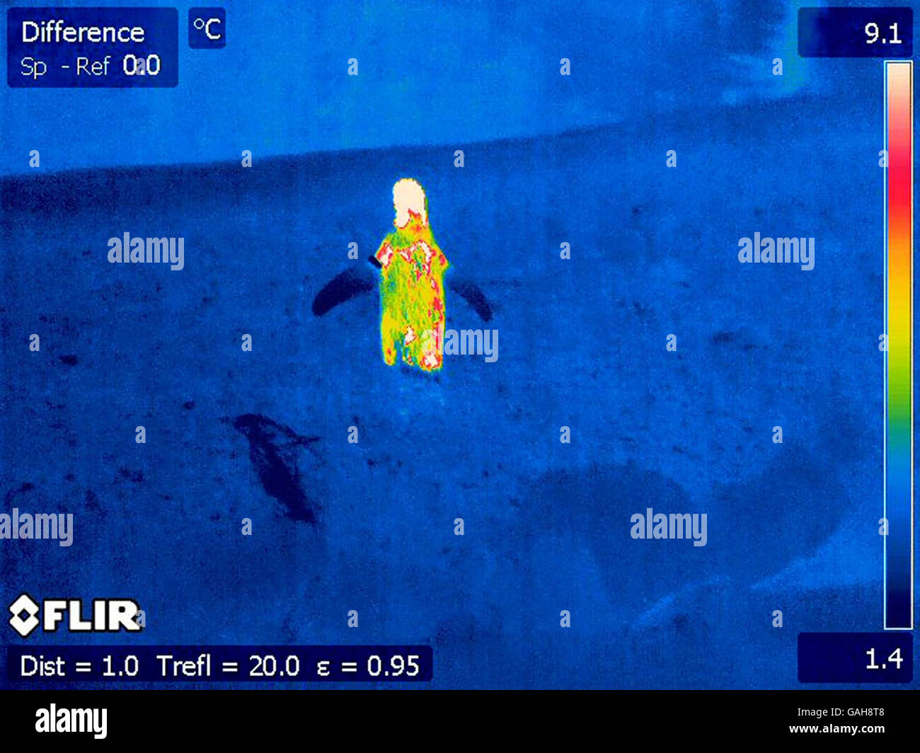 Undated photo of a South African black-footed penguin taken using a