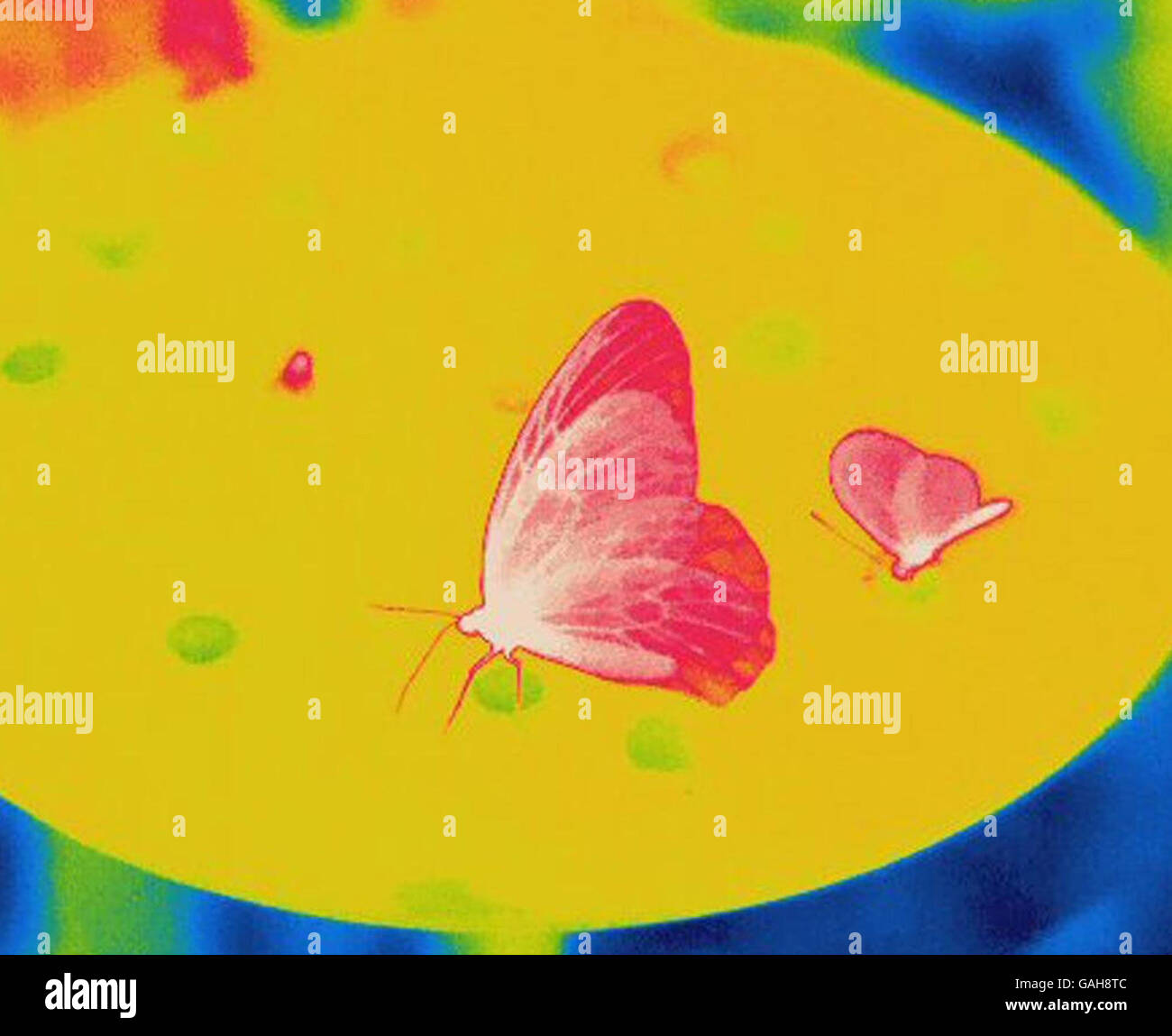 Undated photo of a butterfly showing the veins in the wings taken using