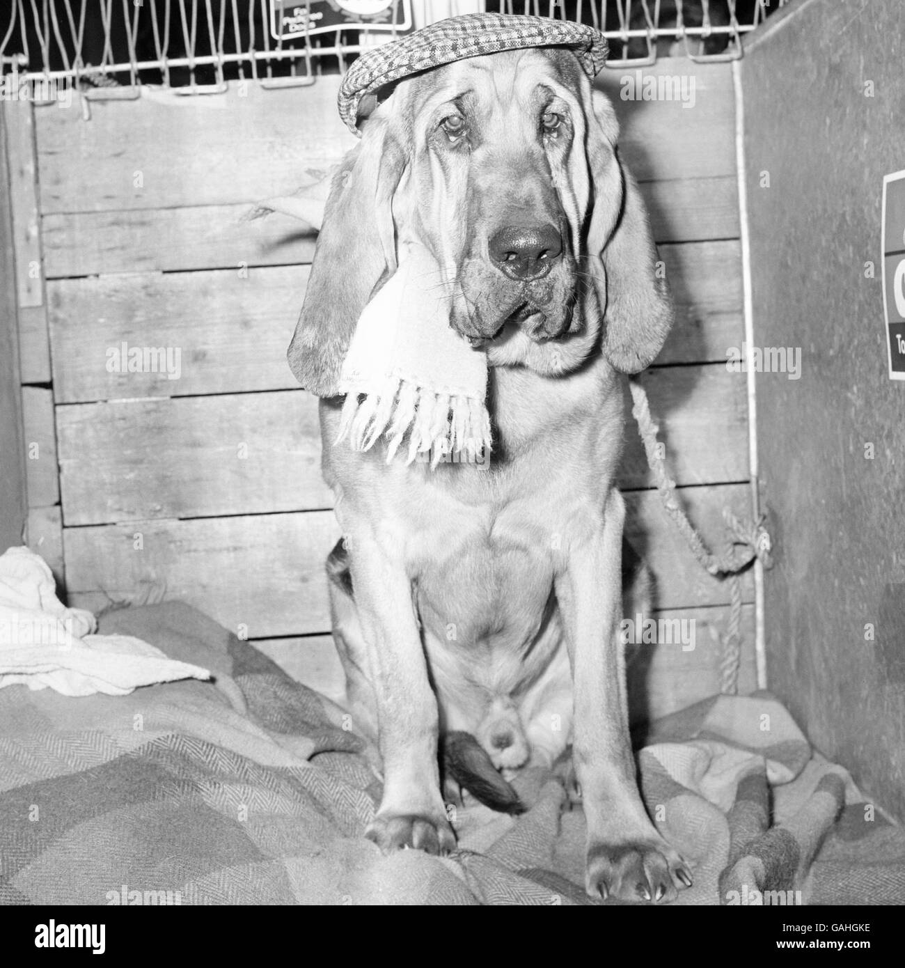 Animals - Cruft's Dog Show - Olympia Stock Photo